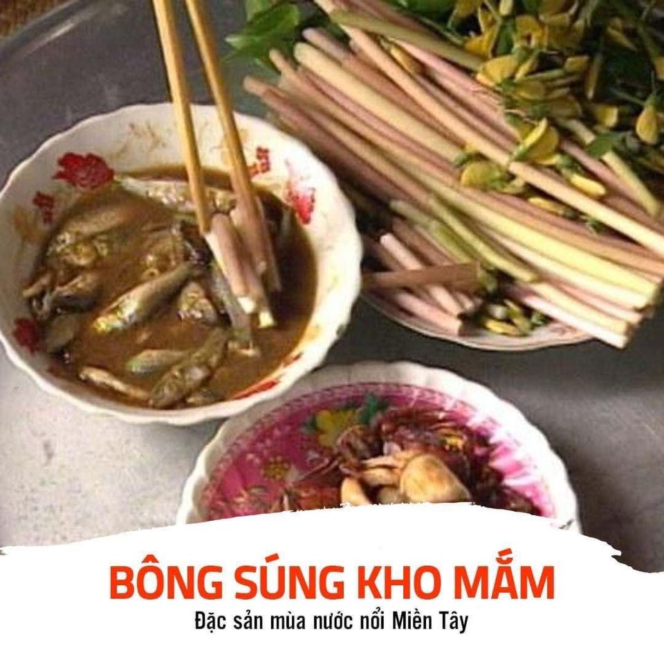 bông súng